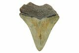 Bargain, Juvenile Megalodon Tooth - North Carolina #294439-1